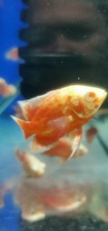 Цихлида Астронотус Красный 5 см  (astronotus-ocellatus Red)