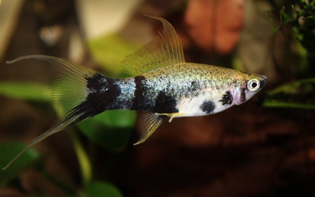 Меченосец Геллера тигровый (Xiphophorus helleri Tiger)