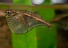 Карнегиелла марта (Carnegiella marthae)