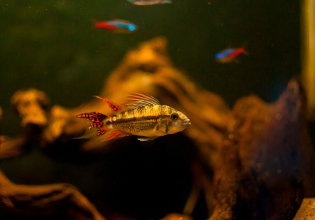 Цихлида Апистограмма Какаду (apistogramma-cacatuoides)