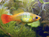 Пецилия золотой попугай  (Xiphophorus maculatus sunset sailfin)