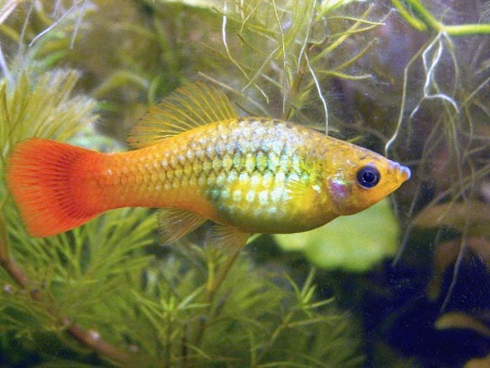 Пецилия золотой попугай  (Xiphophorus maculatus sunset sailfin)