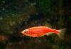 Данио рерио Глофиш красный (Danio rerio glofish)