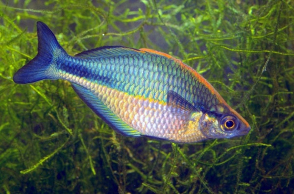 Радужница Озерная Меланотения Бирюзовая (Melanotaenia lacustris)