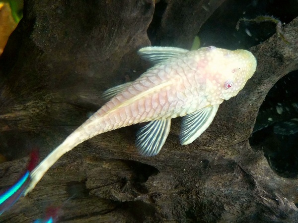 Анциструс белый (Ancistrus dolichopterus albino) сом - присоска. 3-3,5 см