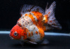 Риукин ситцевый короткохвостый (Goldfish Ryukin short tail calico)