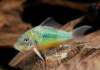 Коридорас Изумрудный Брохис (Corydoras splendens) сом 2-2,5 см 