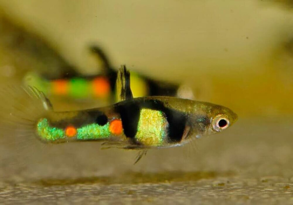 Гуппи Эндлера Кампона Эль Тигре  (Guppy) Самец