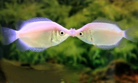 Гурами целующийся (Helostoma temminkii) 5 см