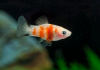 Пецилия красное сердце (Xiphophorus maculatus Bleeding Heart Platy)