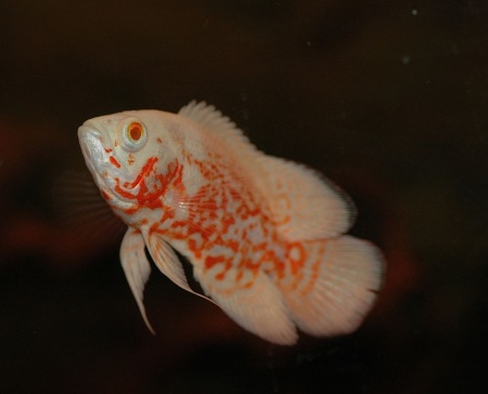 Цихлида Астронотус вуалевый тигровый альбинос (astronotus-ocellatus-long-finned albino)