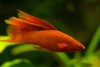 Меченосец красный рубин (Xiphophorus helleri red rubin)