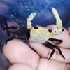Краб Панда Борнео Krab Panda - (Lepidothelphusa cognetti) самец