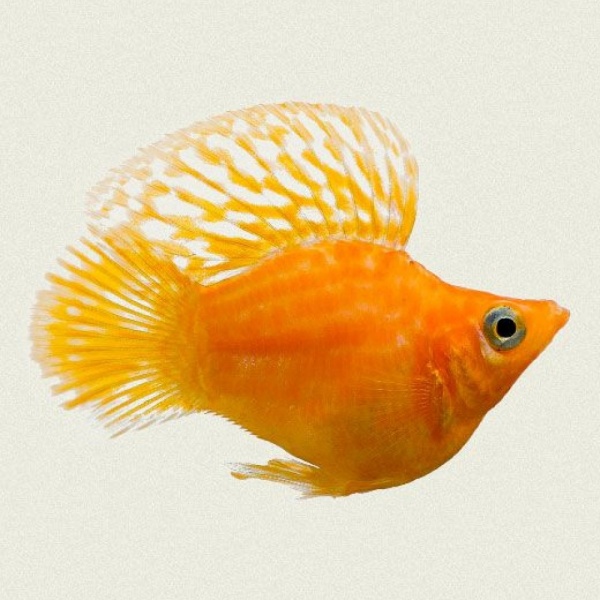 Моллинезия оранжевый баллон (Poecilia sphenops orange Molly balloon)