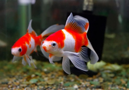 Золотая рыбка Комета сакура (Goldfish Comet Sacura)