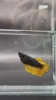 Петушок Халф Мун Самка (курочка) Черная Горчица  (Betta splendens halfmoon BLACK MUSTARD (FEMALE)
