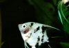 Скалярия Березка (pterophyllum birch)