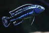Цихлида Меланохромис Майнгано (Pseudotropheus cyaneorhabdos)