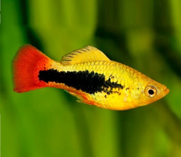 Пецилия Гавайская (Xiphophorus variatus Hawaiian)