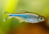 Боелка фредкоха или тетра голубая (Boehlkea fredcochui. Blue Tetra)