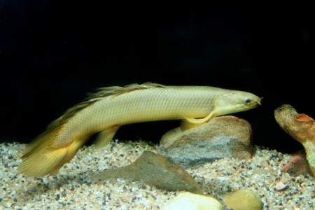 Полиптерус Сенегальский (Polypterus senegalus) 5-6 см 