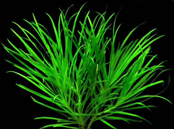 Бликса Японская (Blyxa japonica)