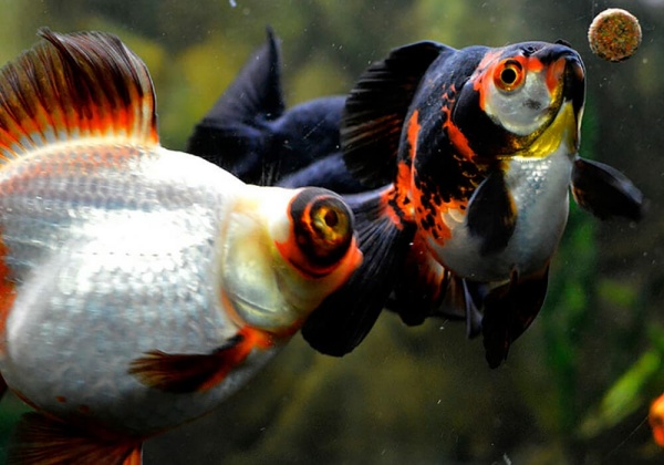 Риукин трехцветный (Goldfish Ryukin tricolour broad tai)