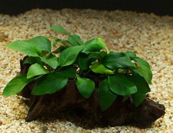 Анубиас Нана Петит на коряге 5-7 см  (Anubias nana)
