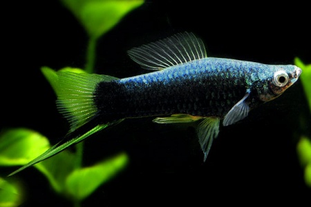 Меченосец Геллера черный (Xiphophorus helleri Black)