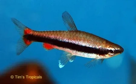 Нанностомус Бекфорда (Nannostomus beckfordi)