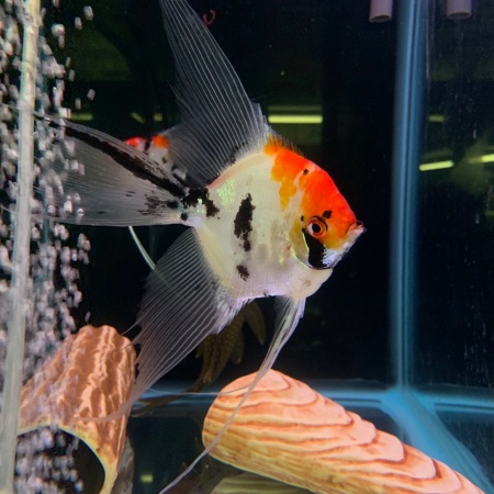 Скалярия Кои (pterophyllum koi)