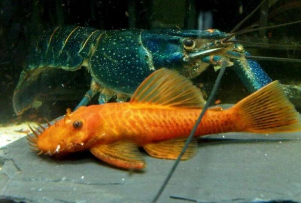 Анциструс красный (Ancistrus dolichopterus red) рэд сом - присоска.5-6 см