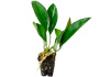 Анубиас Гиллетти (Anubias gilletti)