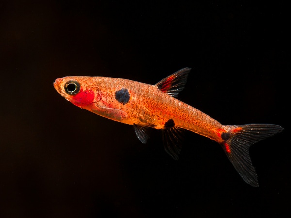 Микрорасбора макулата  (Boraras maculatus) 1,5-1,8 см