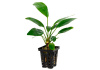 Анубиас Хастифолия (Anubias hastifolia)