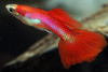 Гуппи розовый фламинго (Guppy pink flamingo)