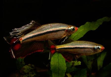 Кардинал (Tanichthys albonubes) 2 см