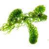 Лагаросифон курчавый (Lagarosiphon miscoides)
