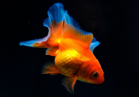 Риукин красный вуалехвостый  (Goldfish Ryukin red veiltail)