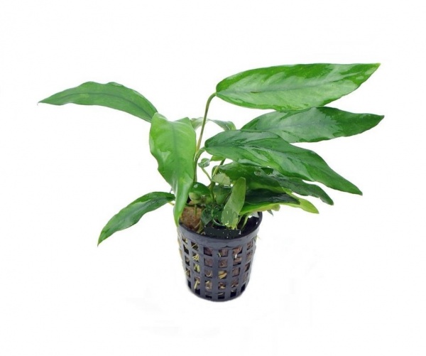 Анубиас Бартера (Anubias barteri) узколистный