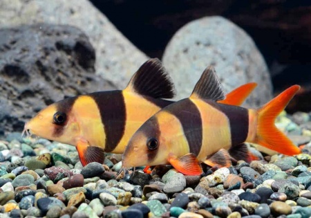 Боция-клоун (Botia macracanthus) 5 см