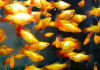Пецилия солнечная закат (Xiphophorus maculatus sunset Platy) сансэт