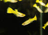 Гуппи желтый (Guppy Yellow)