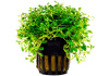 Глоссостигма элатиновидная (Glossostigma elatinoides)