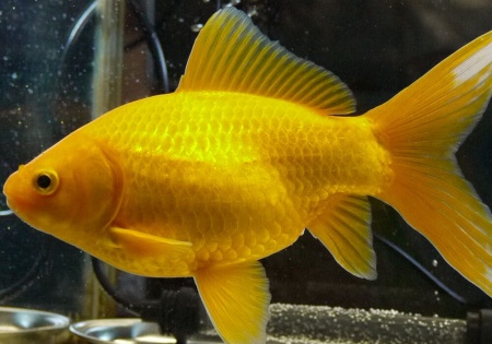 Золотая рыбка Комета лимонно-желтая (Goldfish Comet yellow)