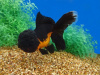 Оранда черная (Goldfish Oranda black) 10-12 см