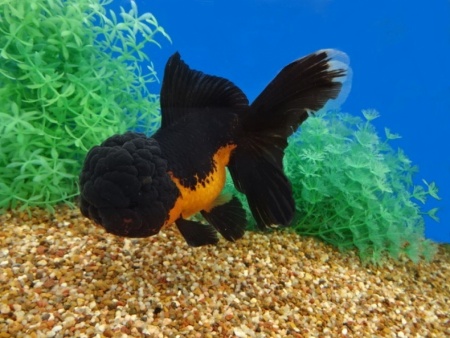 Оранда черная (Goldfish Oranda black) 10-12 см