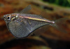 Карнегиелла марта (Carnegiella marthae)