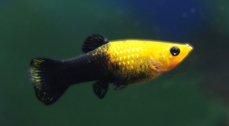 Моллинезия черно-желтая (Poecilia latipinna Gold and Black Molly fish) 4,5-4,8 см
