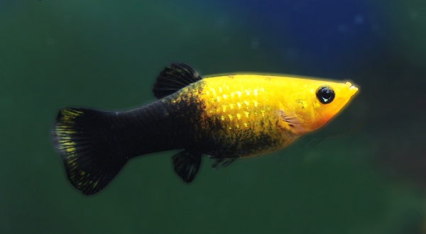 Моллинезия черно-желтая (Poecilia latipinna Gold and Black Molly fish) 4,5-4,8 см